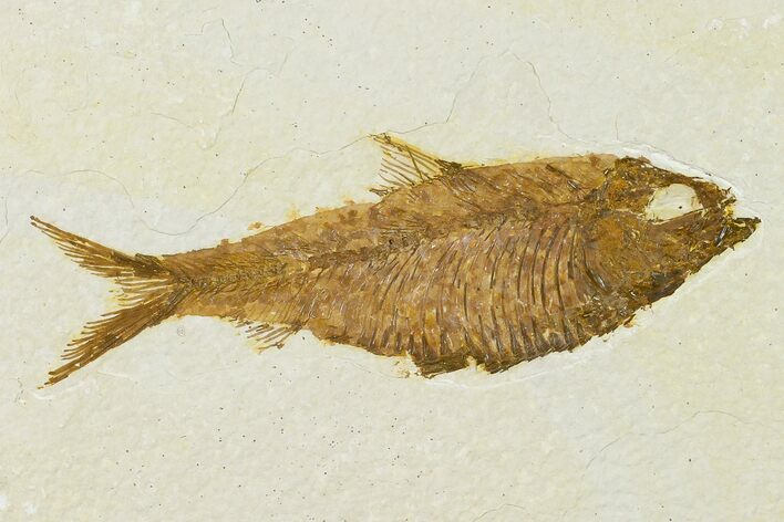 Detailed Fossil Fish (Knightia) - Wyoming #155500